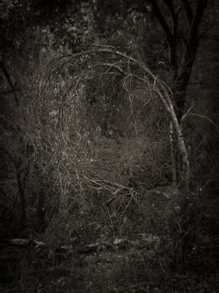forest 2-.jpg