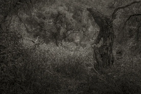 Forest-4.jpg