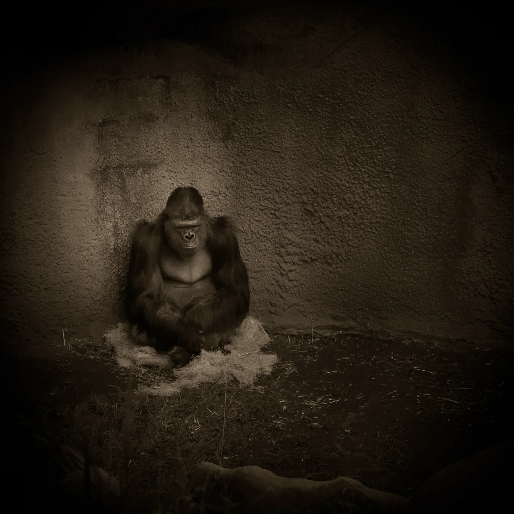 dark animals--2.jpg