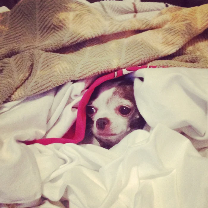 Stella in the laundry