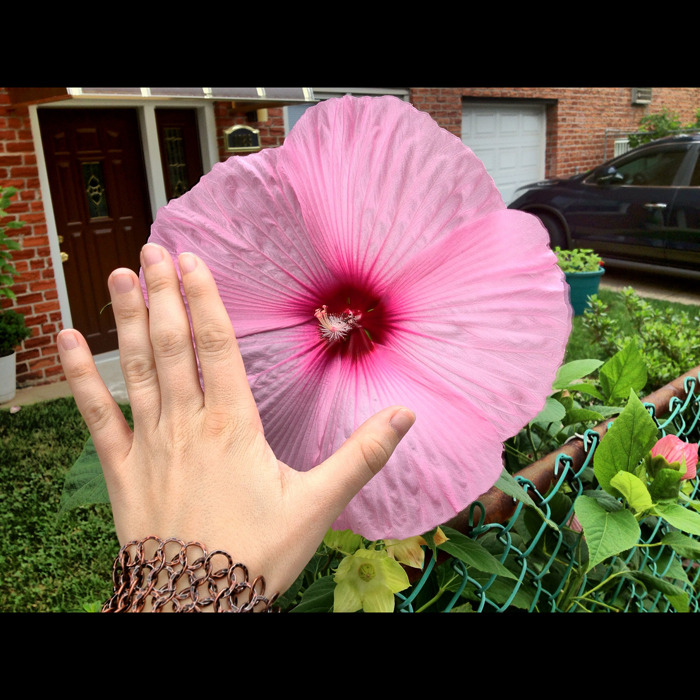 Flower