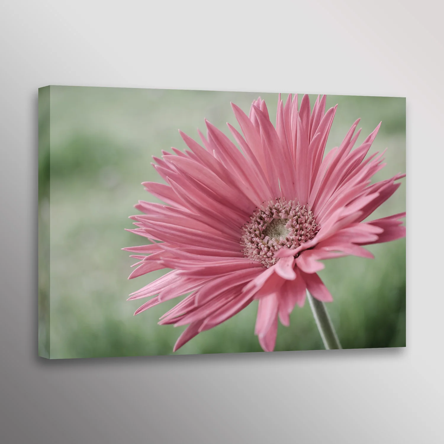 Pink Gerbera Daisy Flower Photo Wall Art Canvas Print