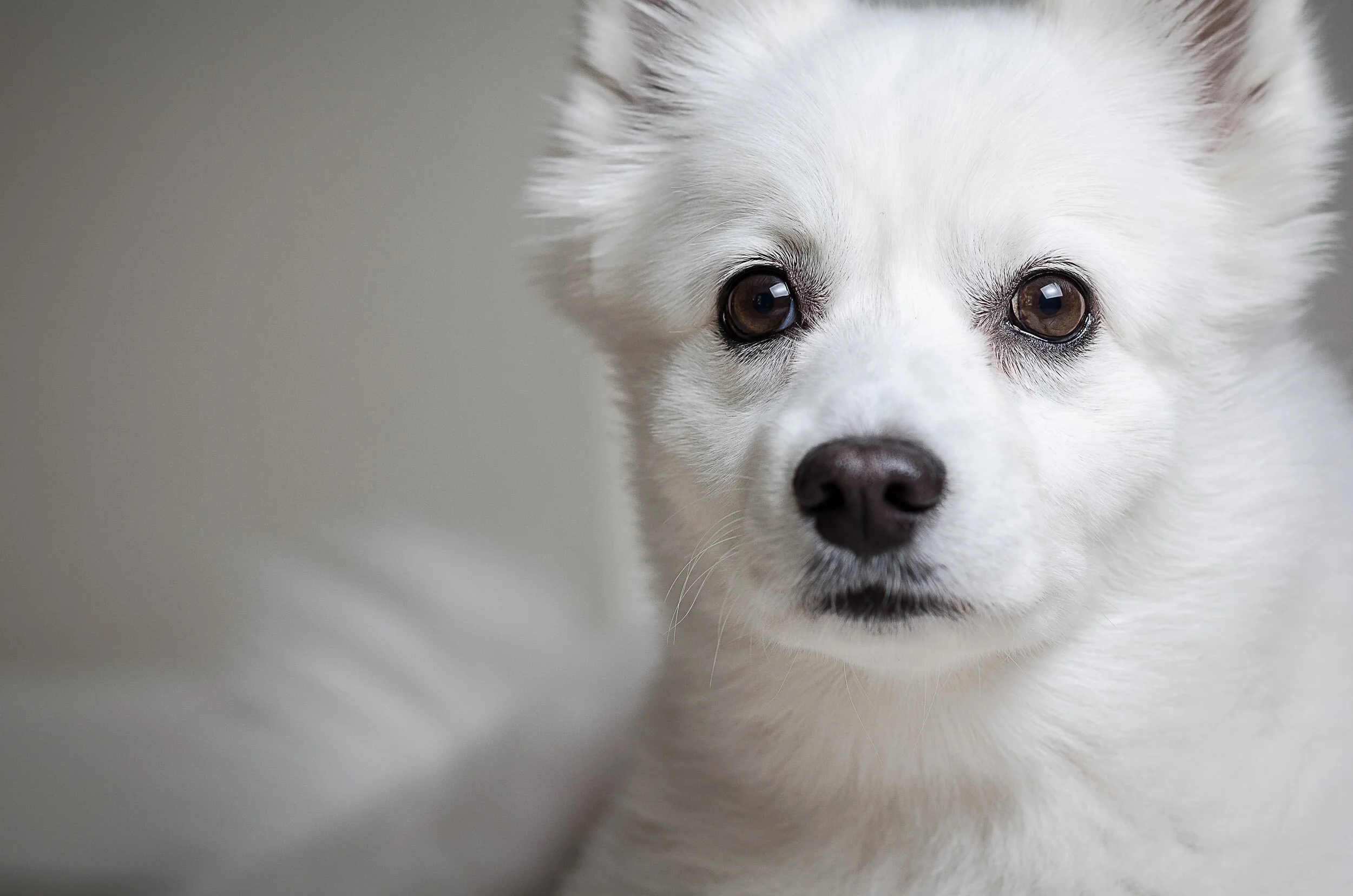 The Dog-23-Edit.jpg