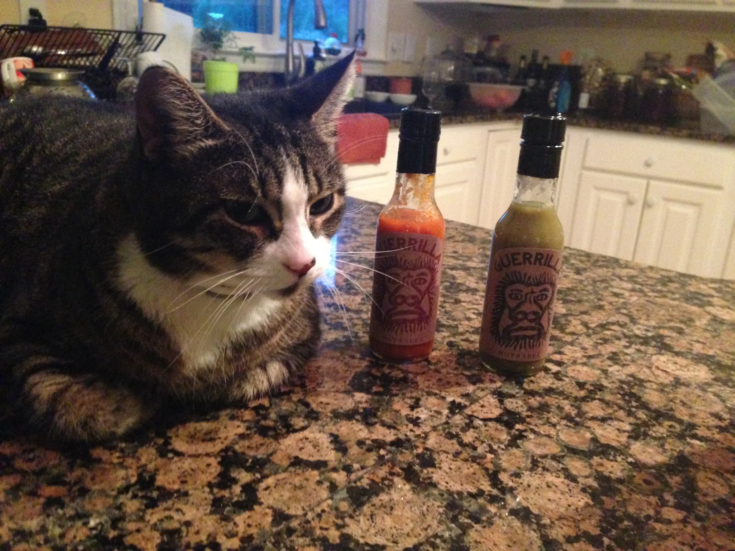 Guerrilla Kitty