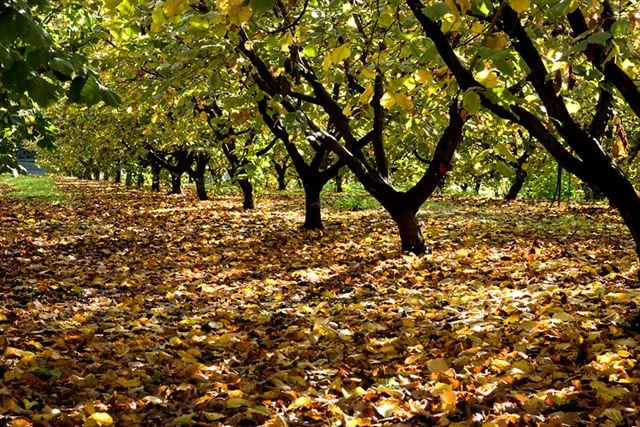 Autumnal light in the hazelnut orchard