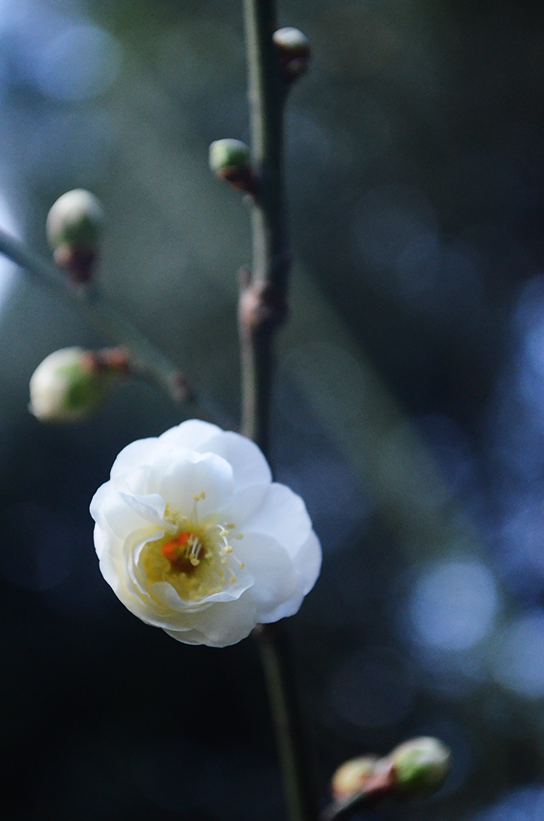 Flower1.png