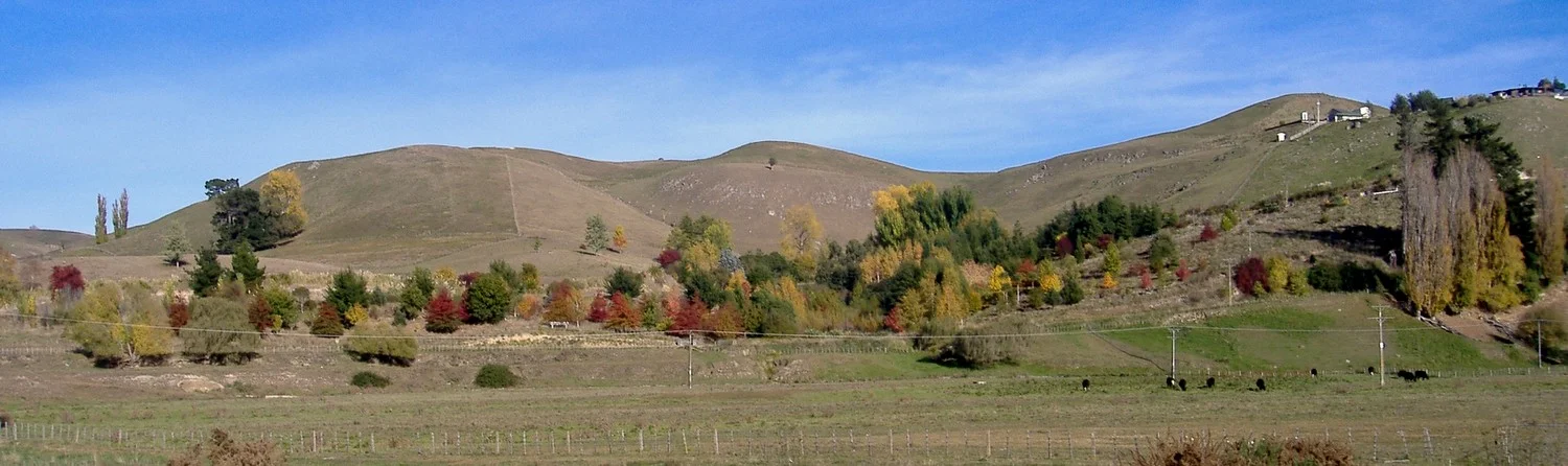Landscape view of the Forest of Memories