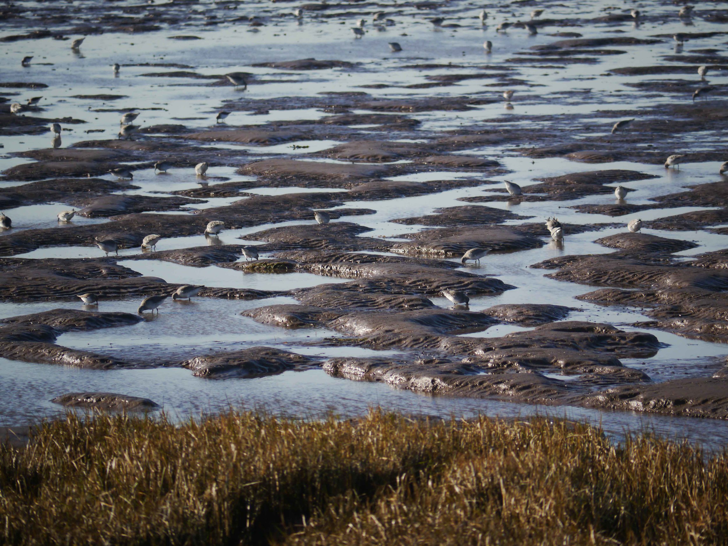 Spurn point wildlife