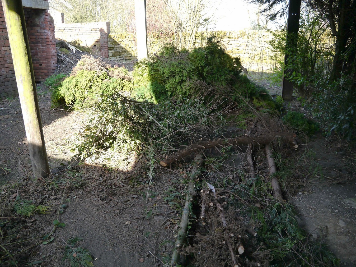 tree chopping.jpg