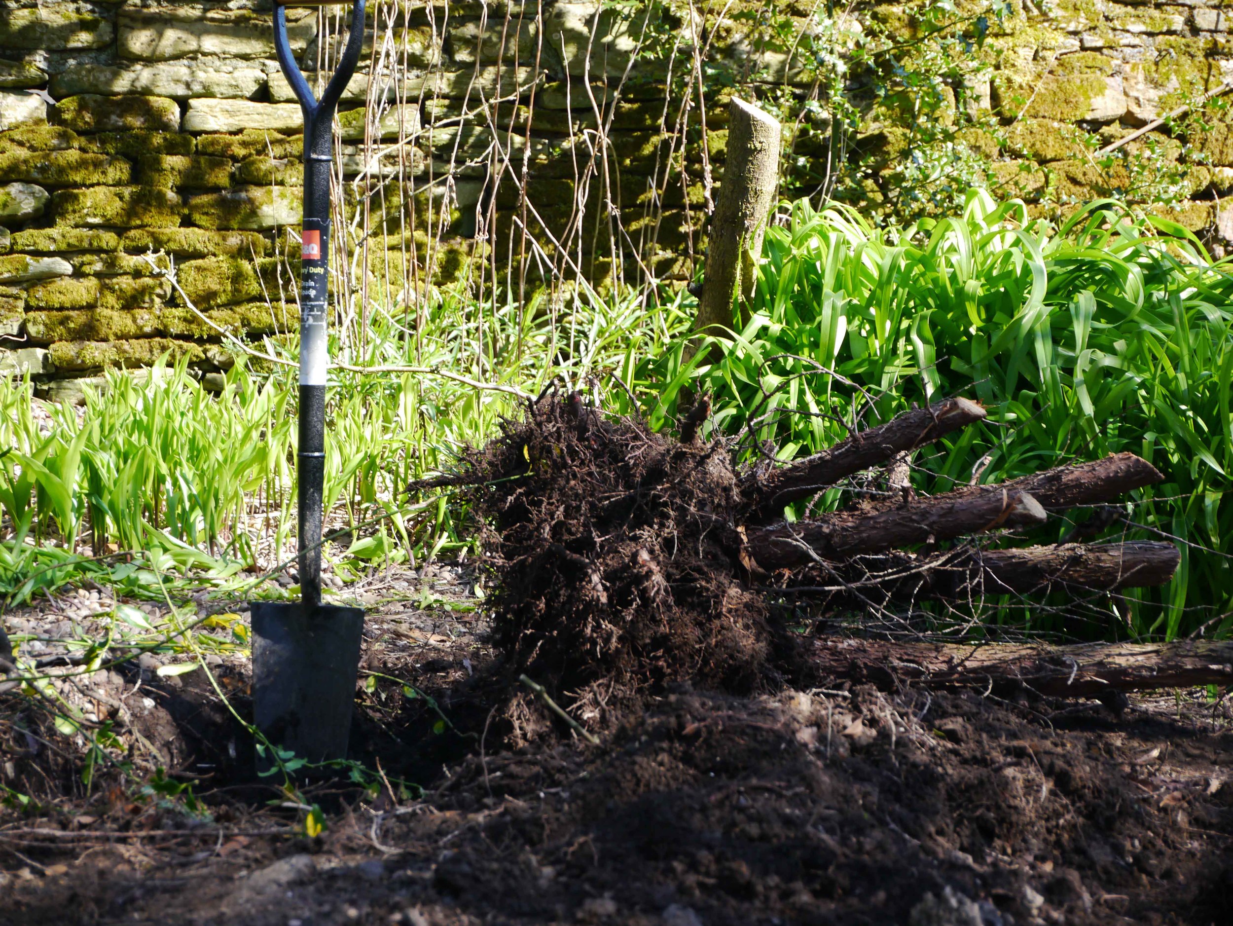 Tree root dug out.jpg