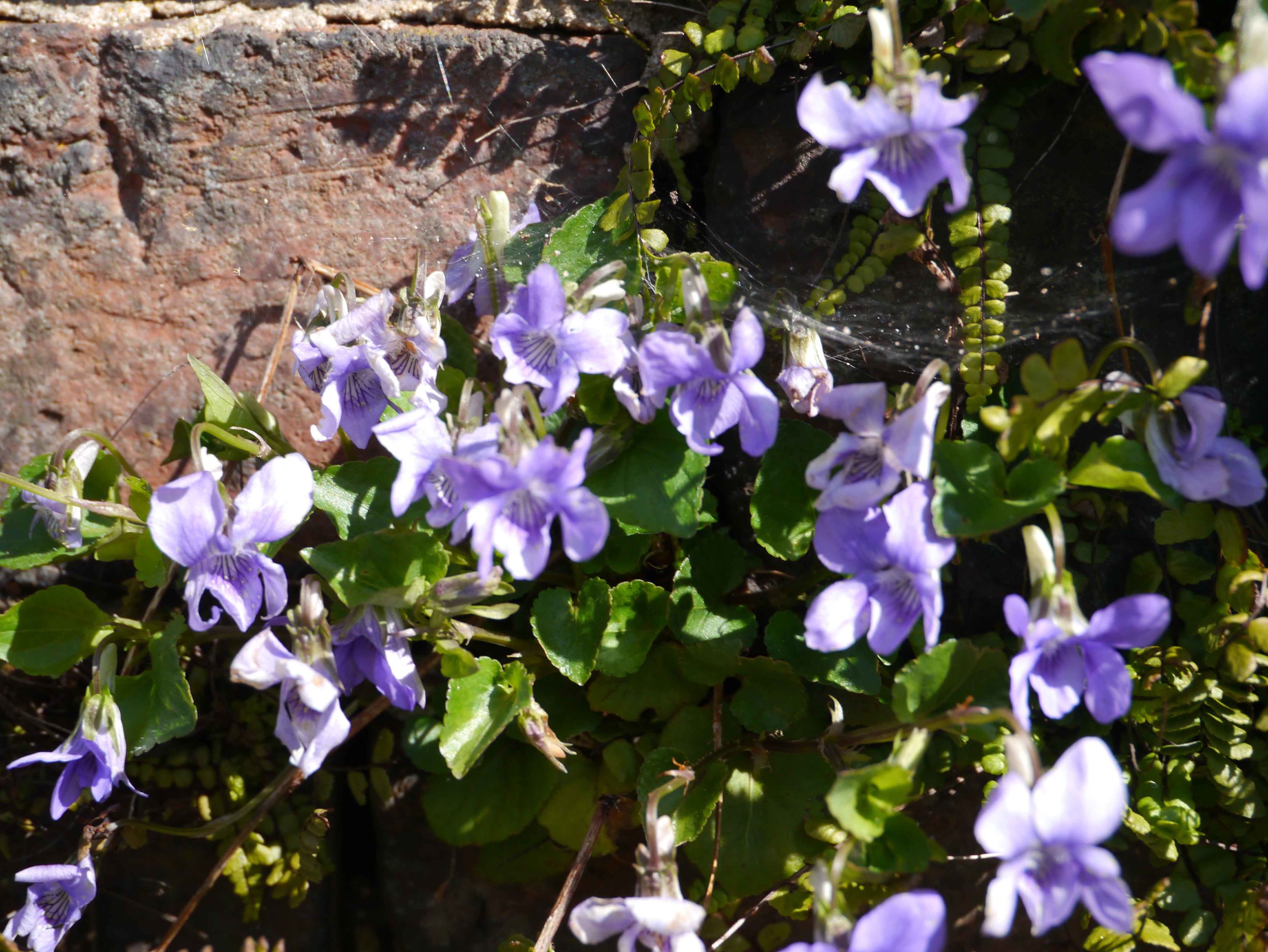 Violets in the wall.jpg