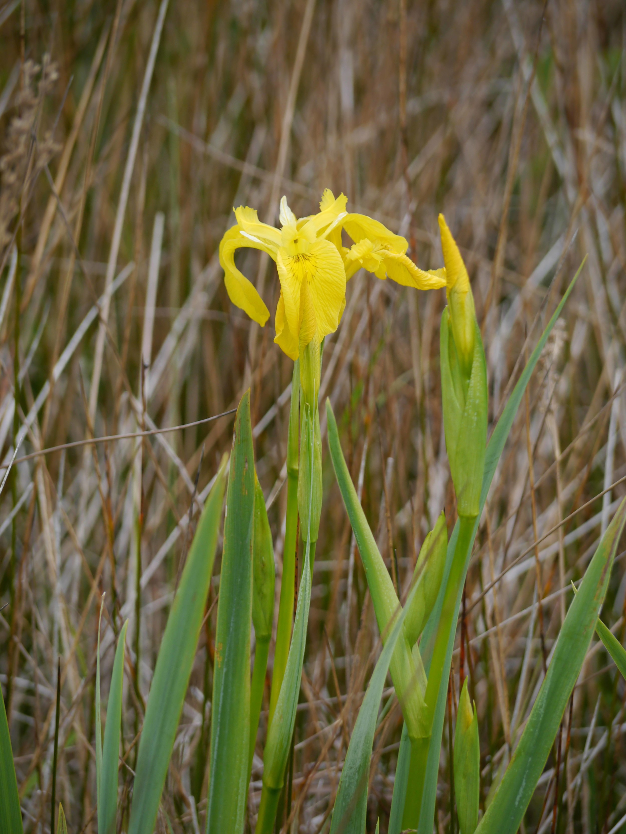 yellow water iris