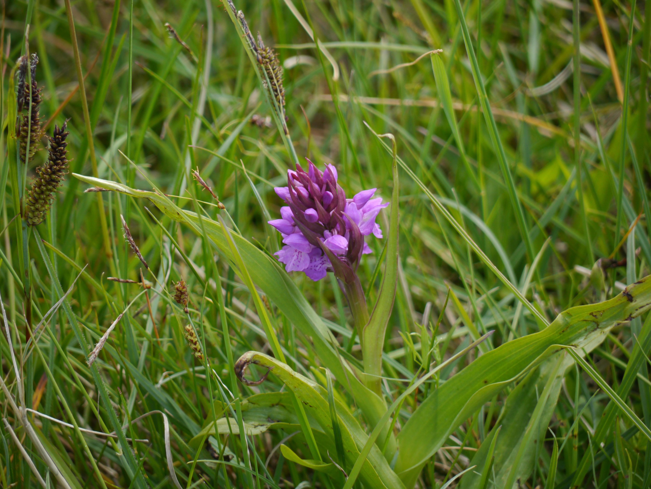 early purple orchid