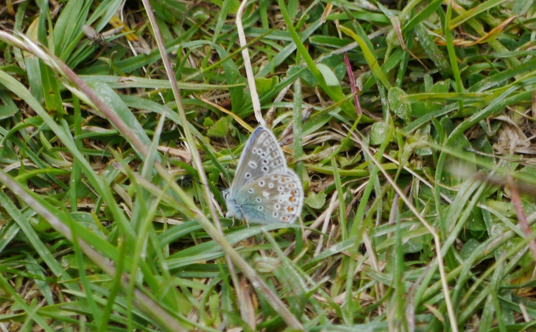 Common Blue butterfly