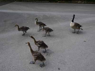 A walk in the park