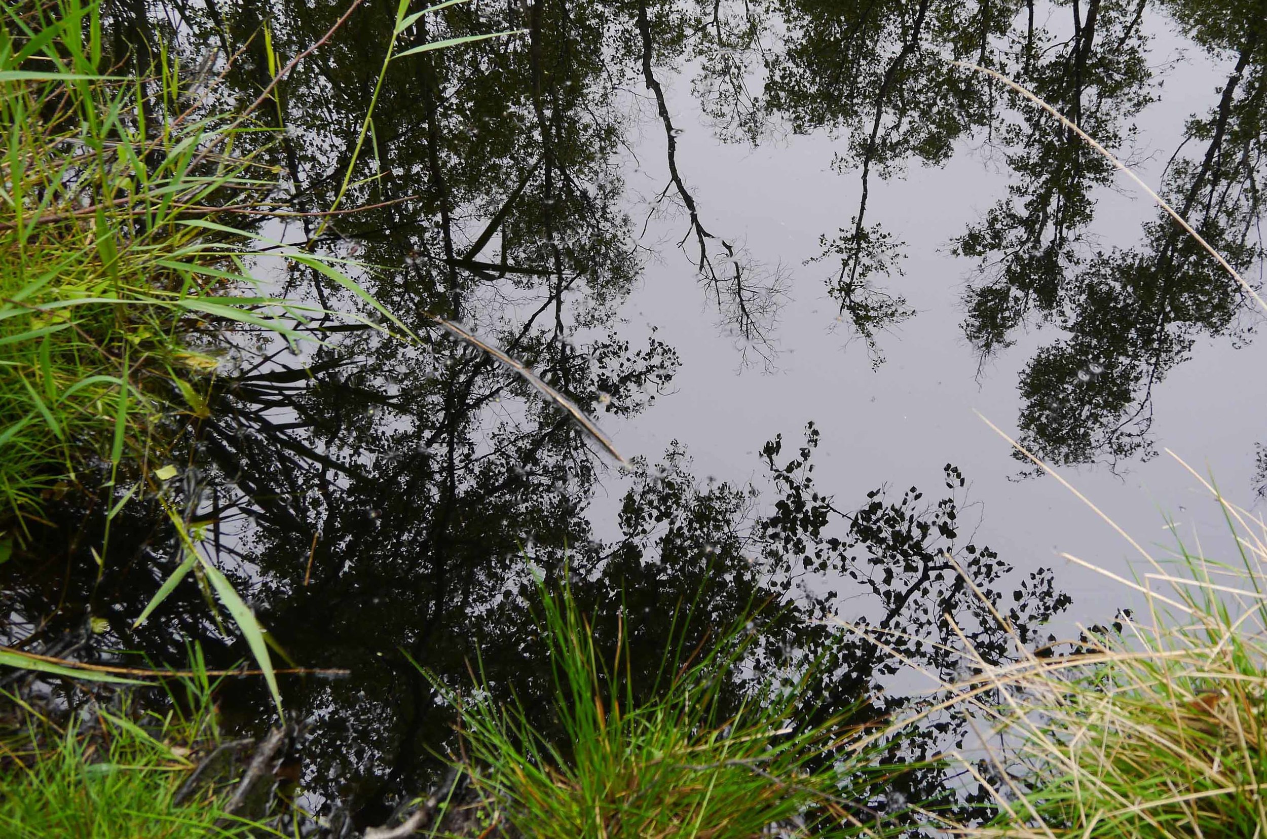 Reflections at Dunwich Heath