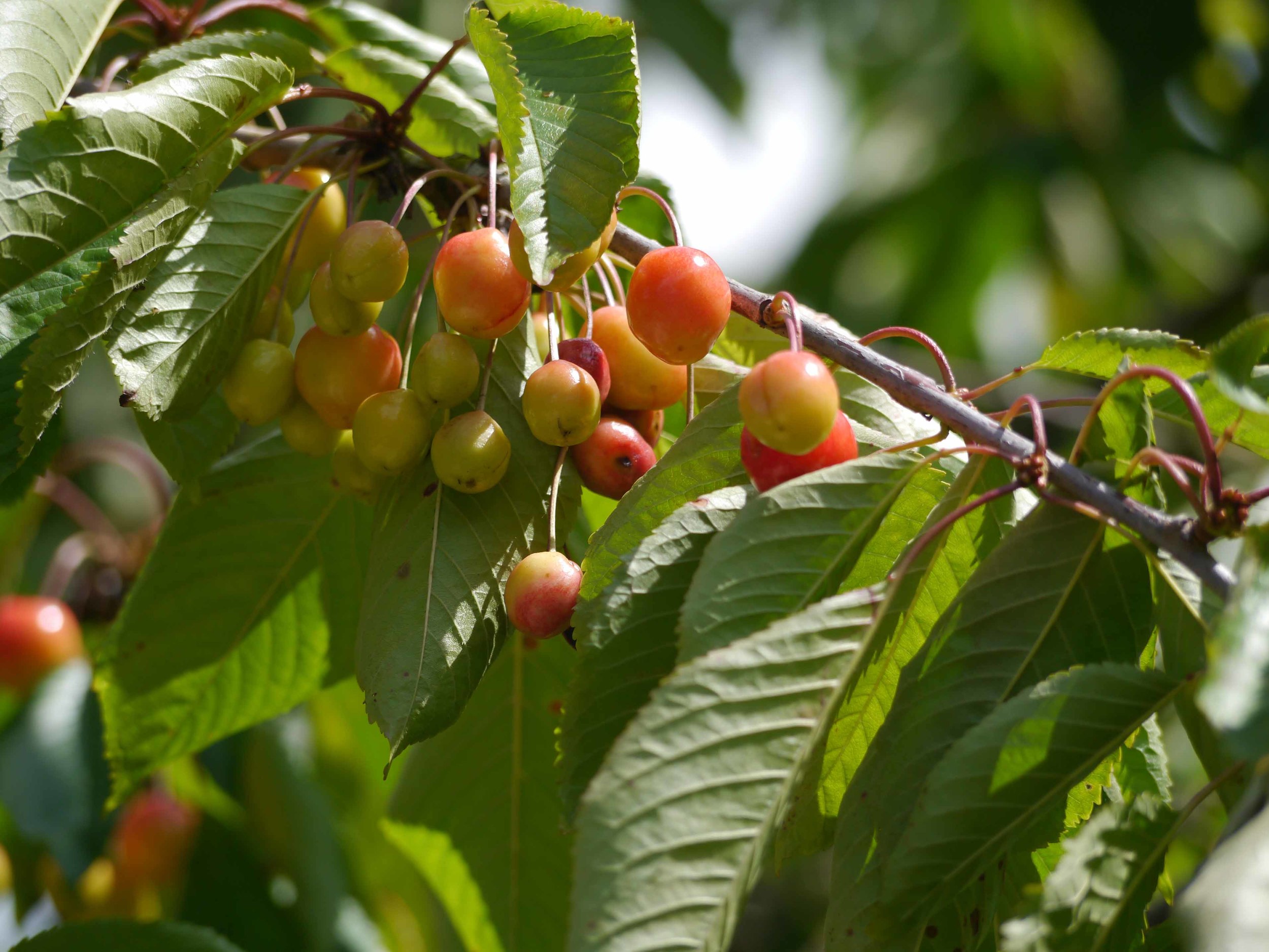 Cherries not ready yet