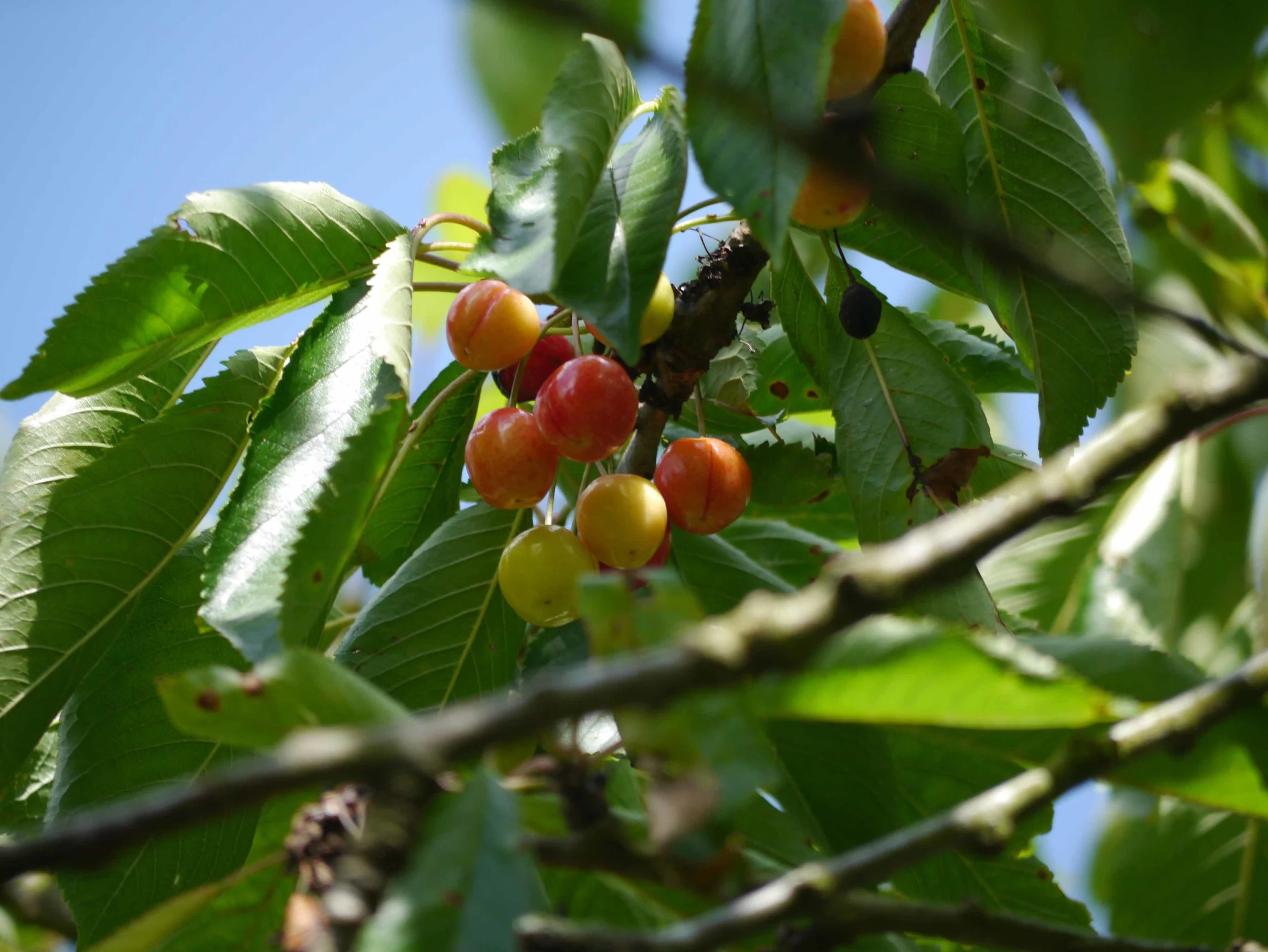 Still not ripe