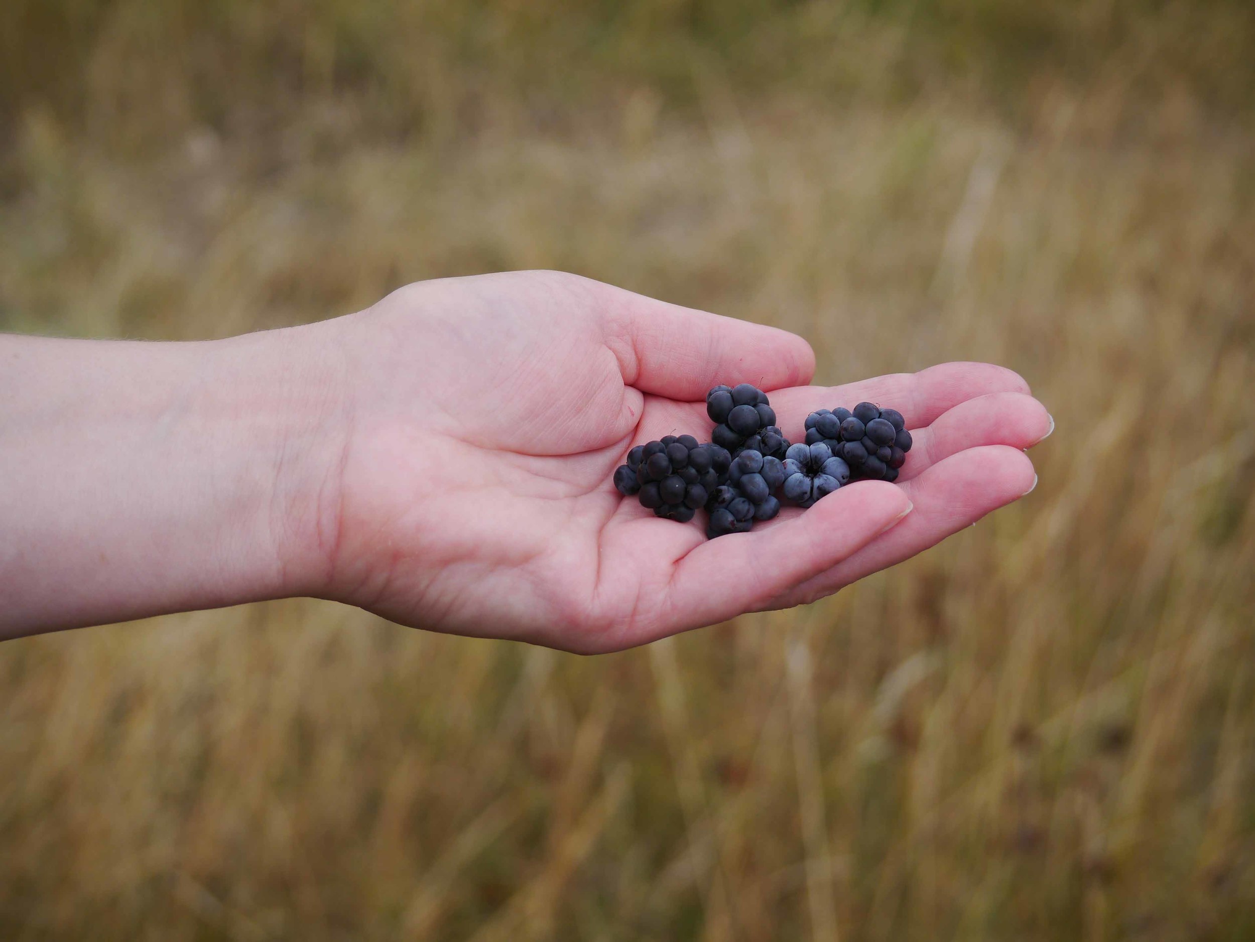 Bilberry picking at Theddlethorpe Nature Reserve