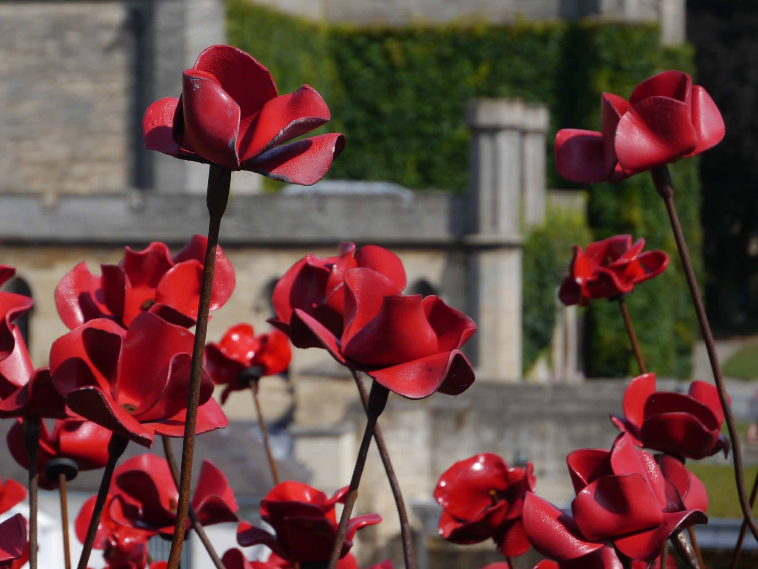Lincoln Castle Poppies