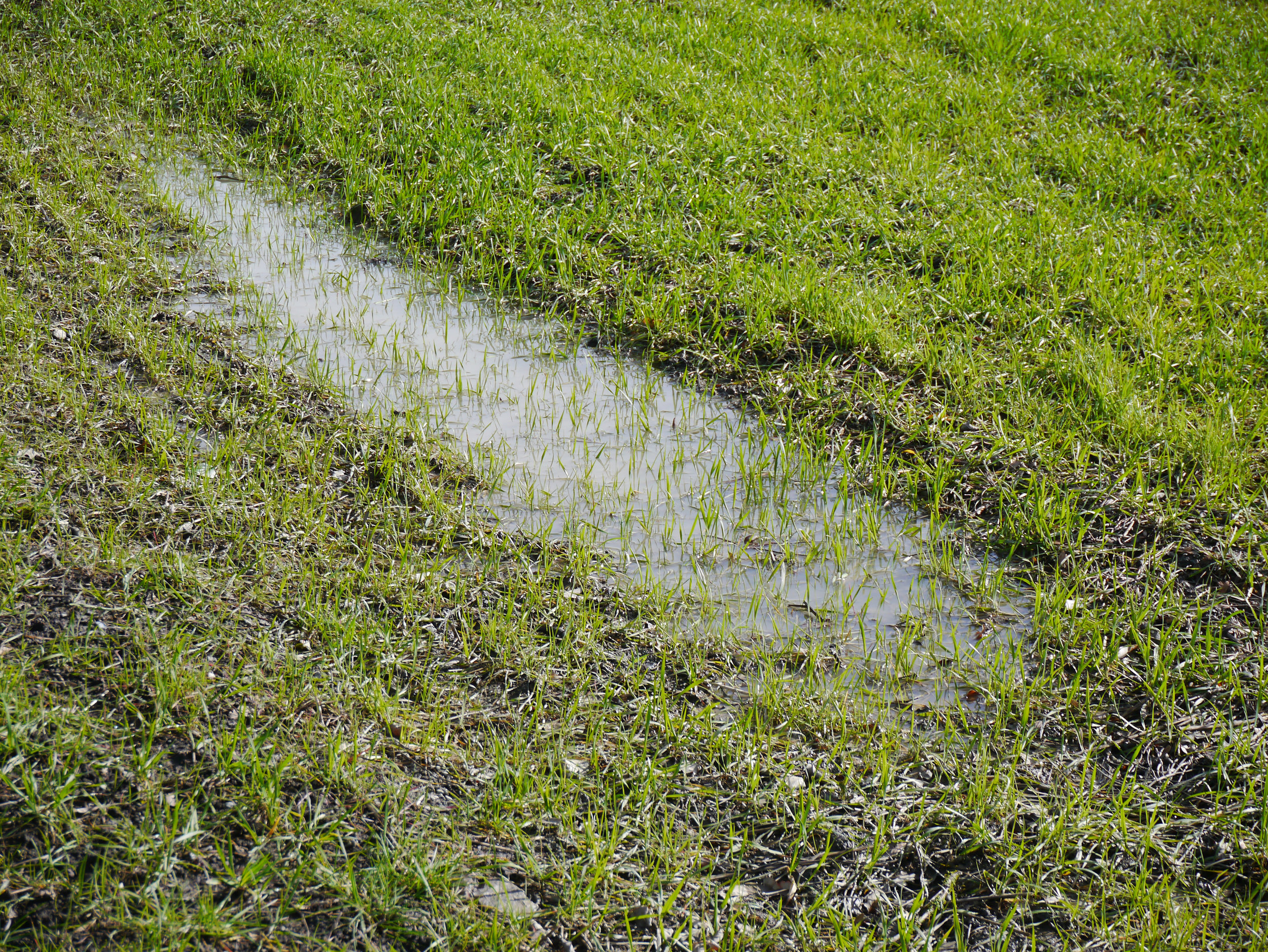 Not a rice field