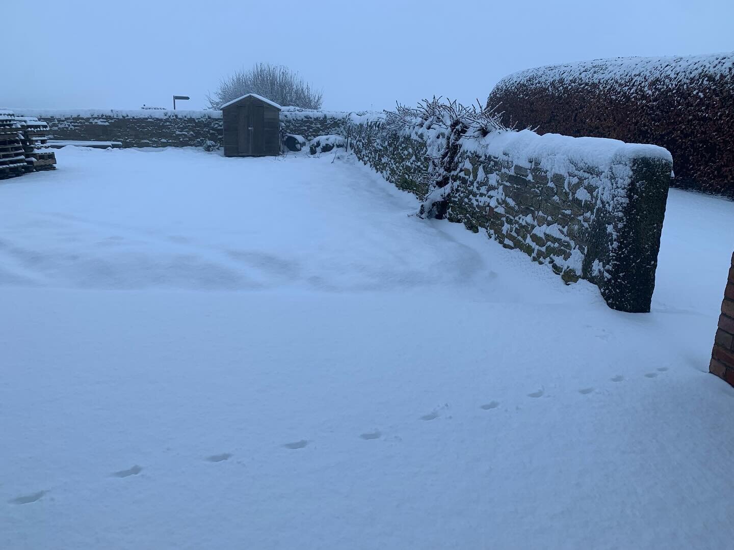 We woke to a snowy surprise this morning so of course we went out onto the field for some sledging fun. Or in our case we use some old beach body boards 😀🏄&zwj;♀️🛷
#whiteheatherbarn
#holidaycottage 
#derbyshire
#visitderbyshire