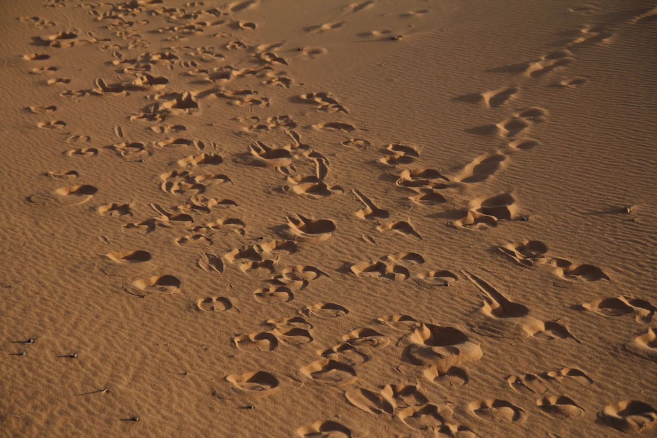 camel-tracks.jpg