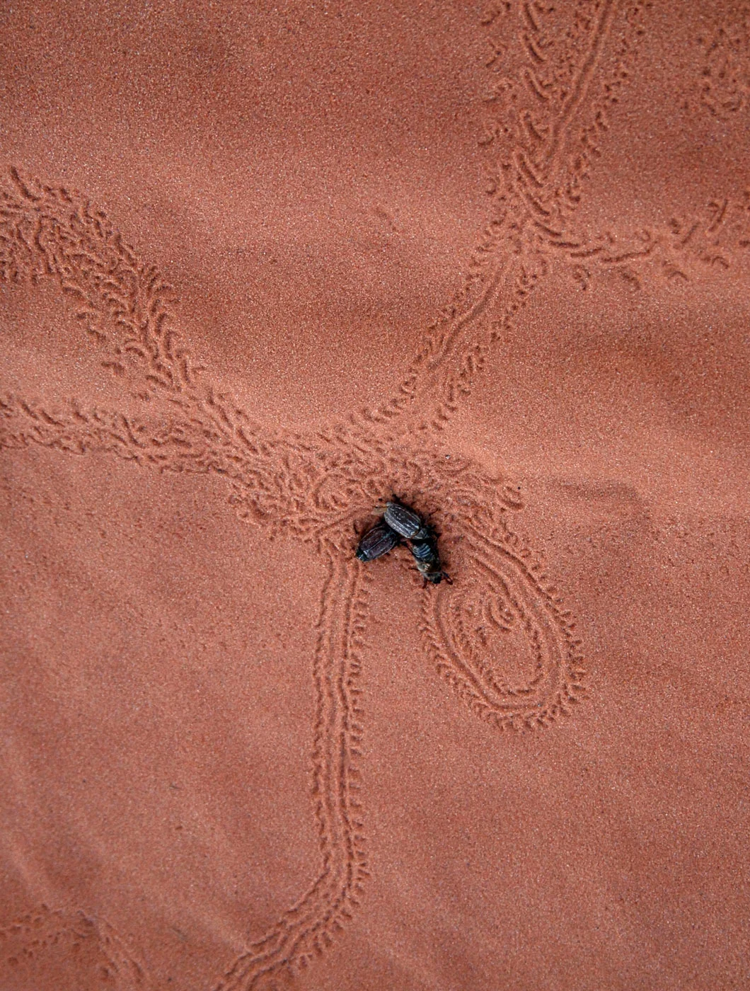 Beetle Tracks, Coral Pink Sand Dunes State Park