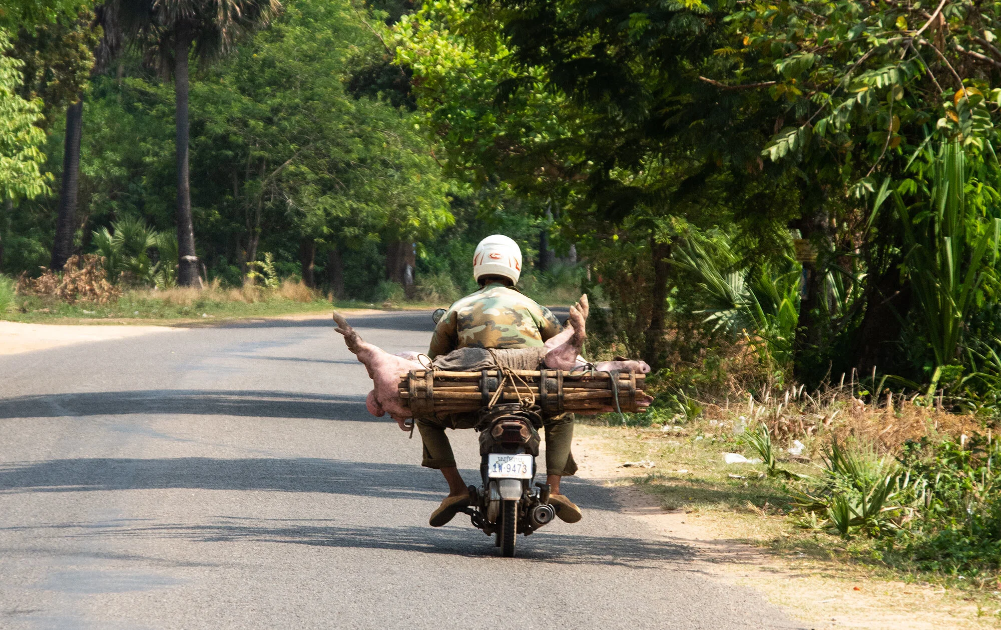 Man on Motorbike with Pig, Cambodia