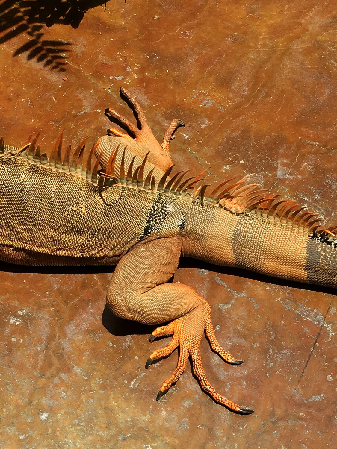 Lizard Legs