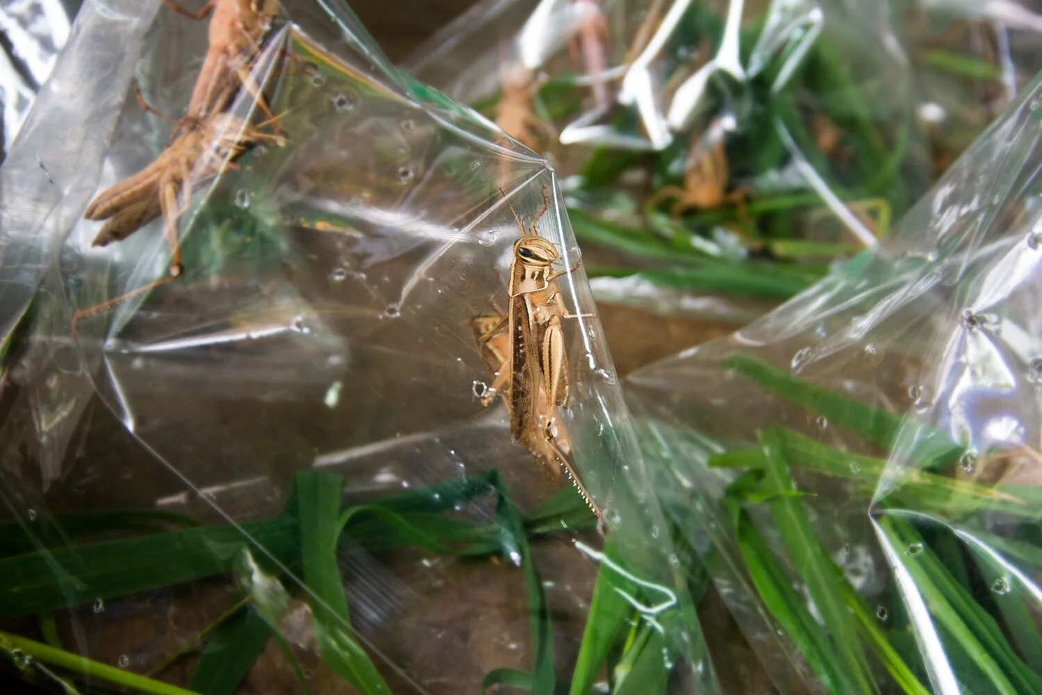Cricket in a Bag
