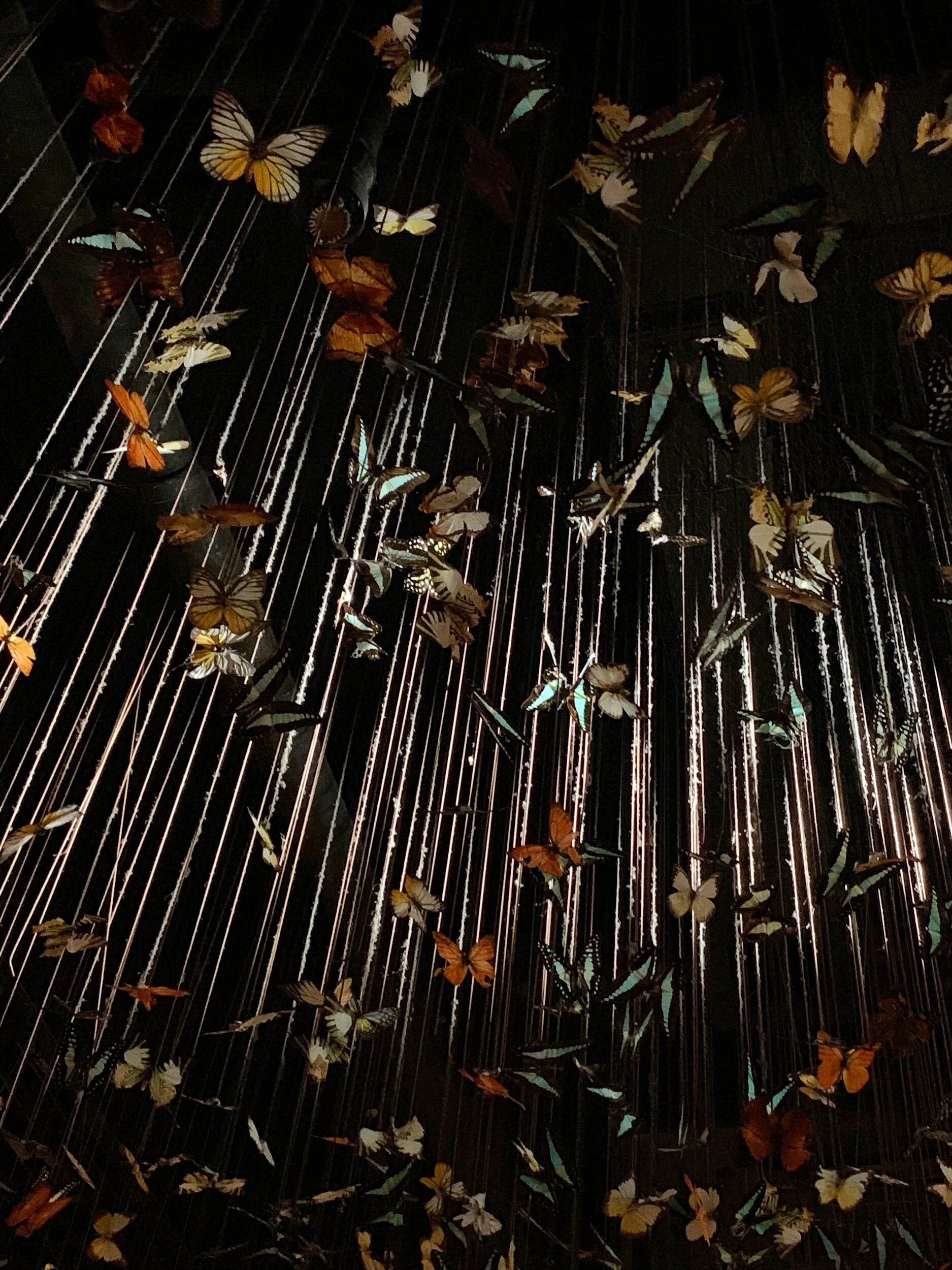 Butterfly Room, Hong Kong