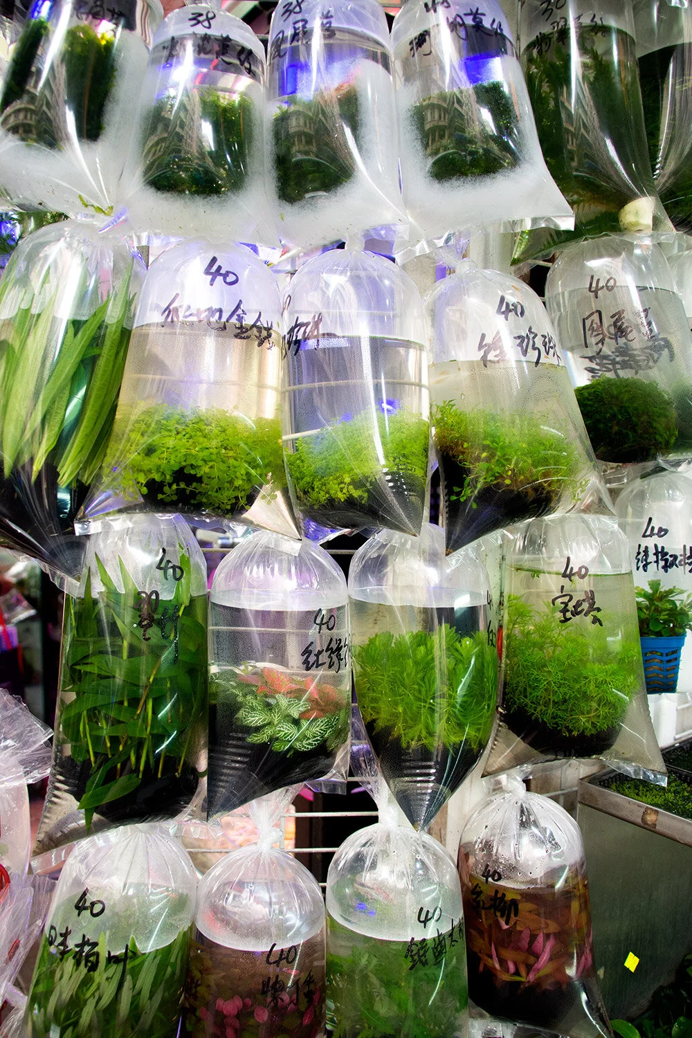 Seaweed Market, Hong Kong 