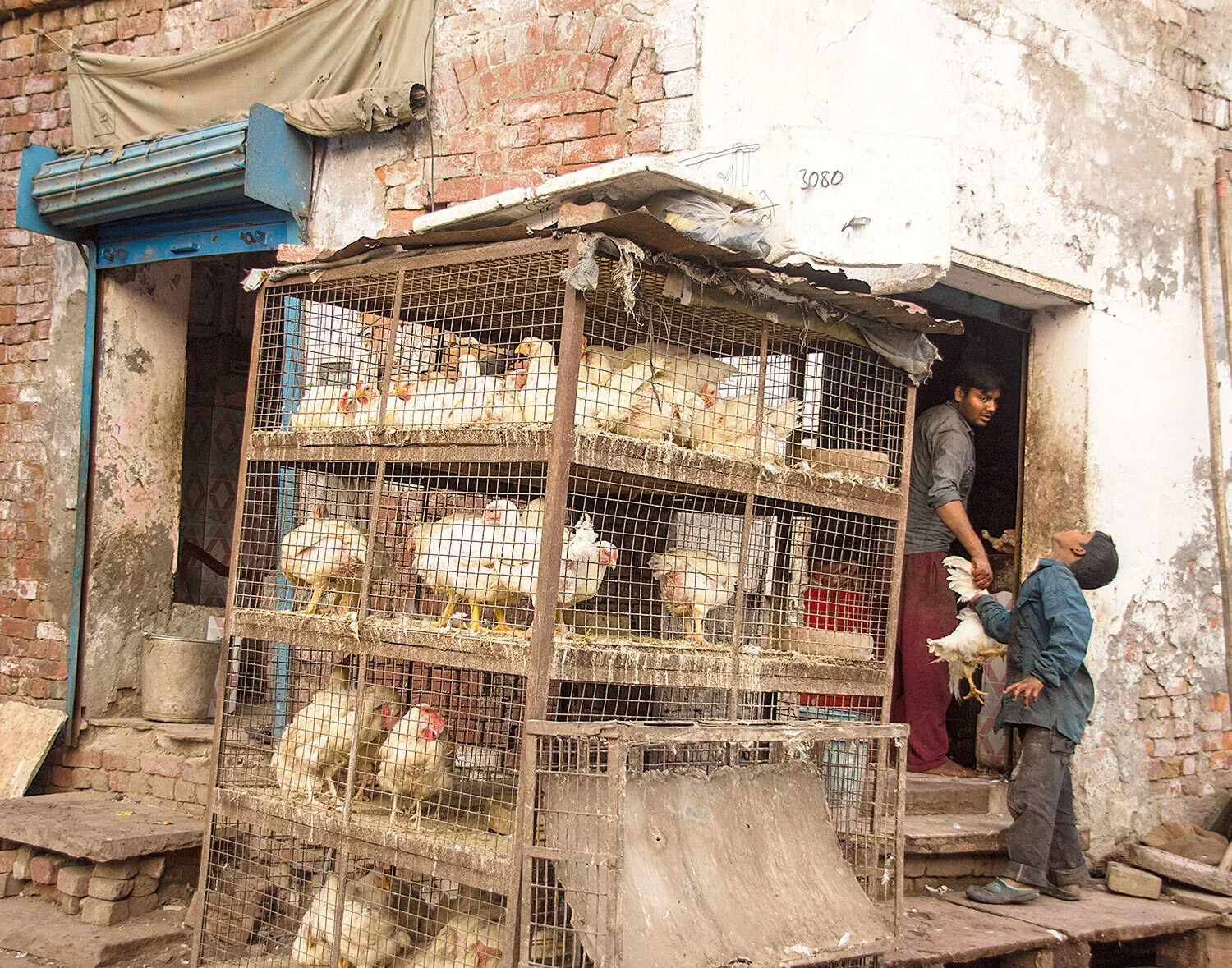 Chicken Coop, Agra