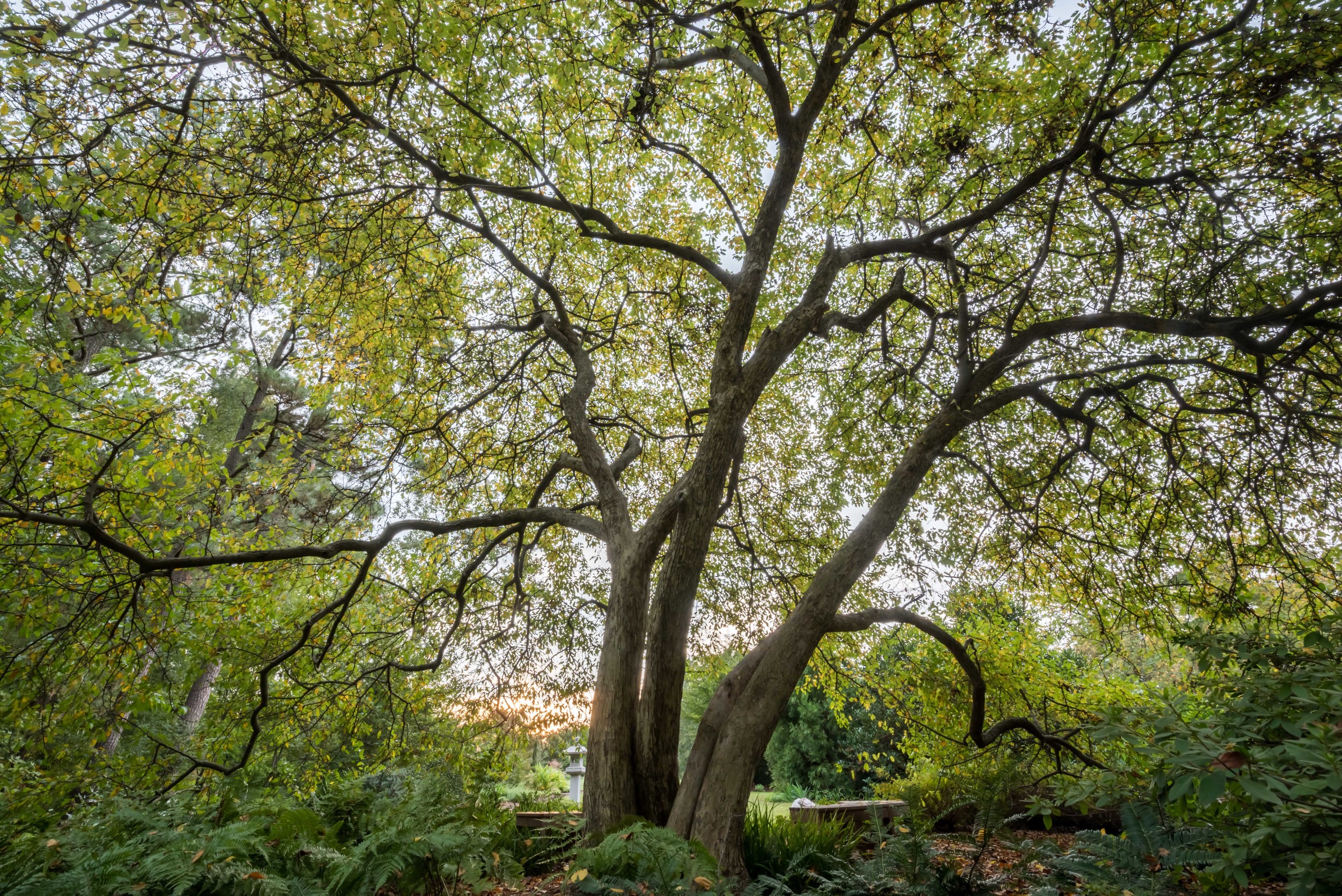 2015.10.10 Duke Garden Tree_Lunn.jpg