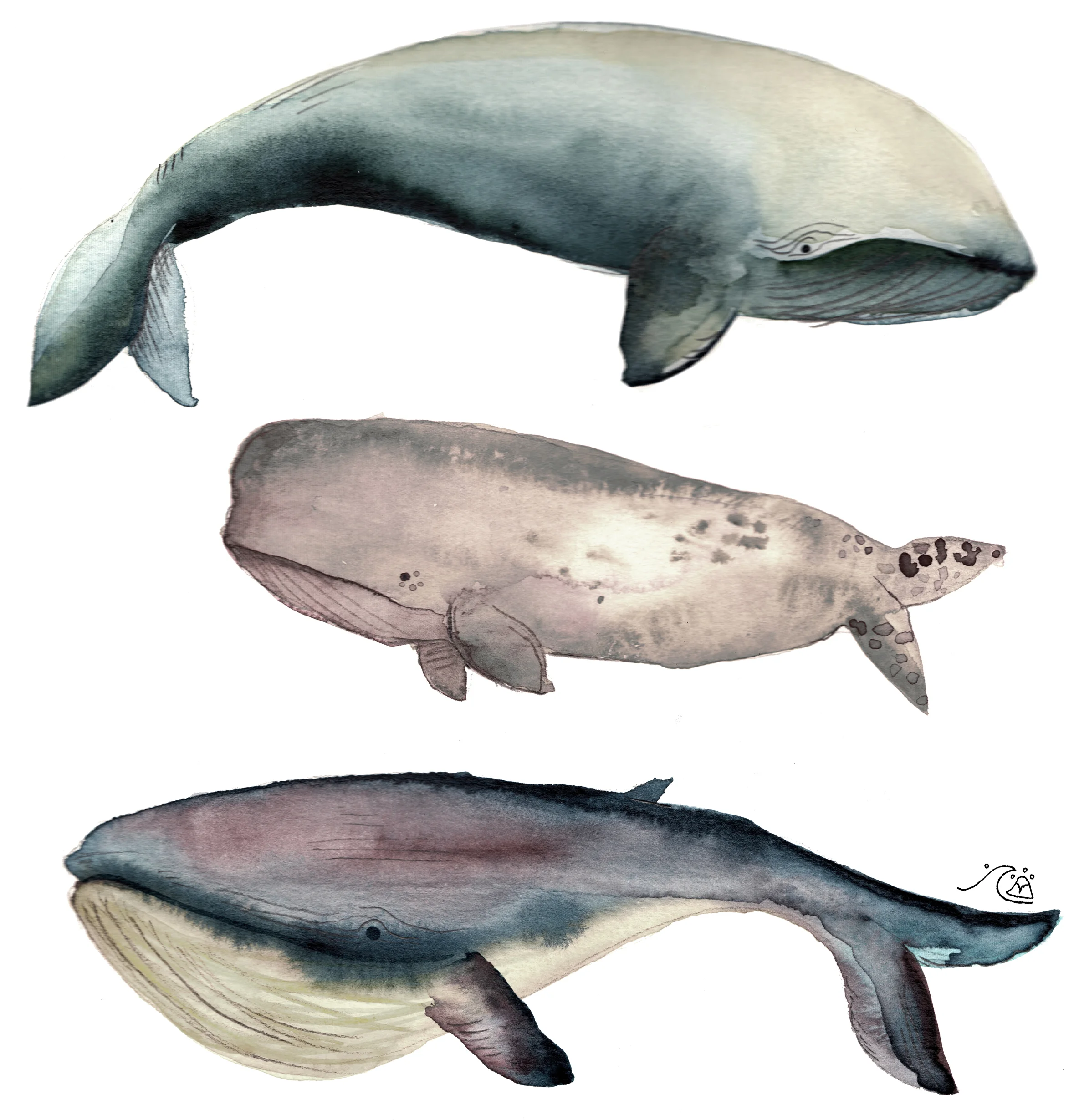 3_whales_colored.jpg