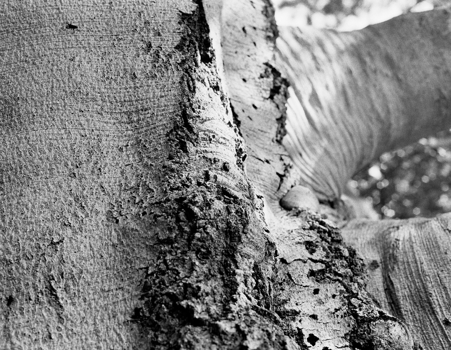 LyndhurstTree2_1500x1164.png