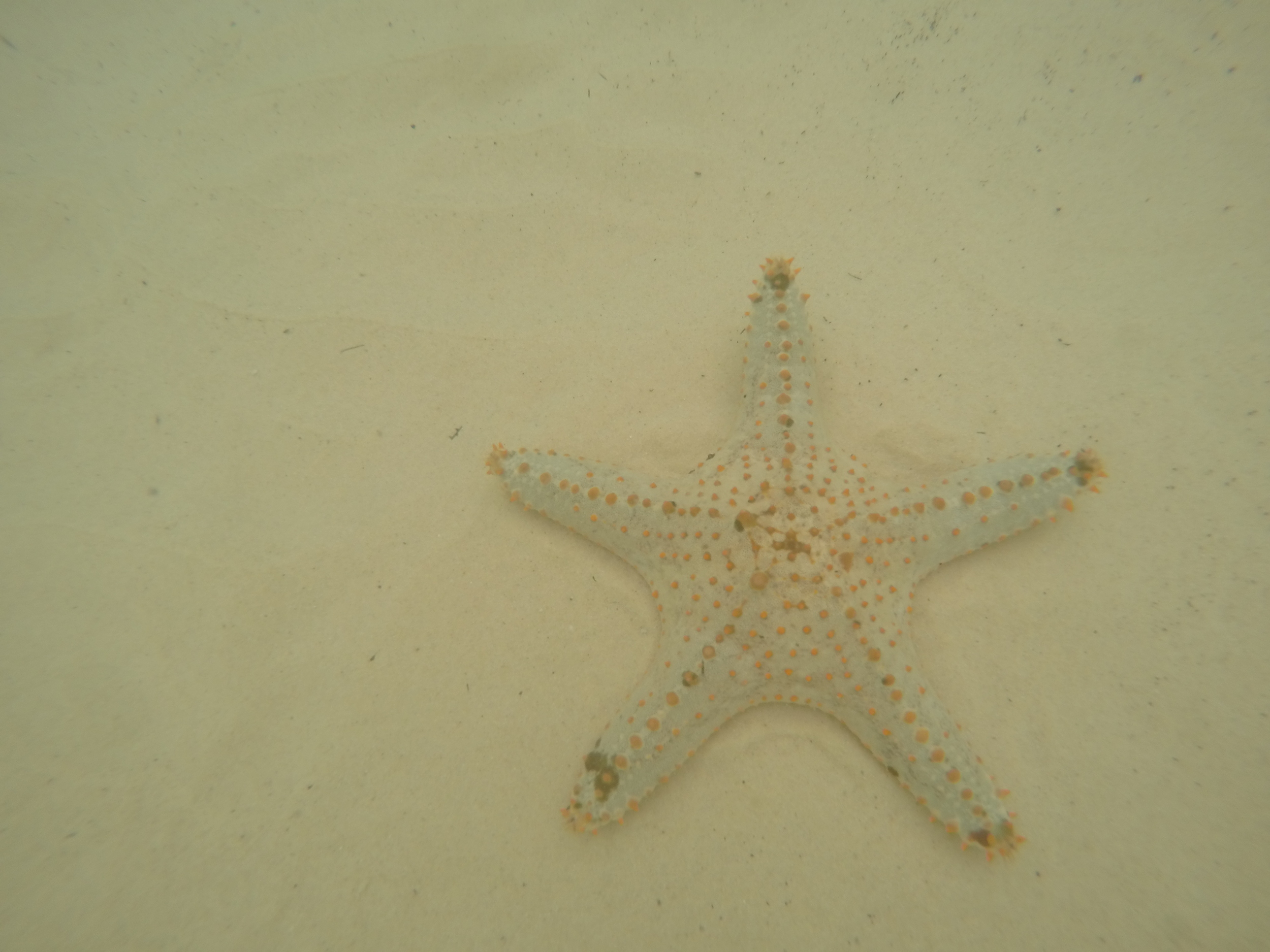 Moreton Island