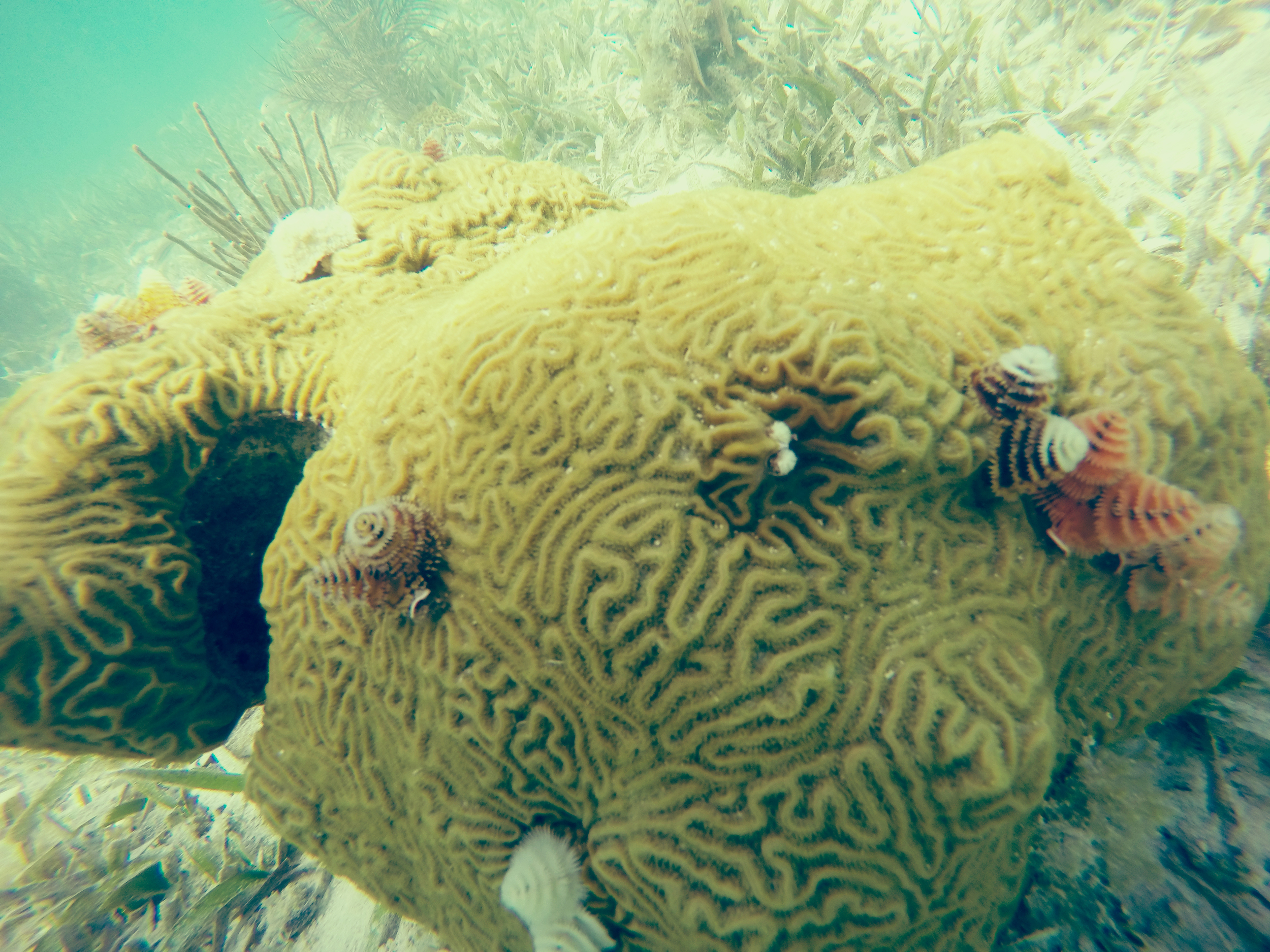 Fort Jefferson National Park