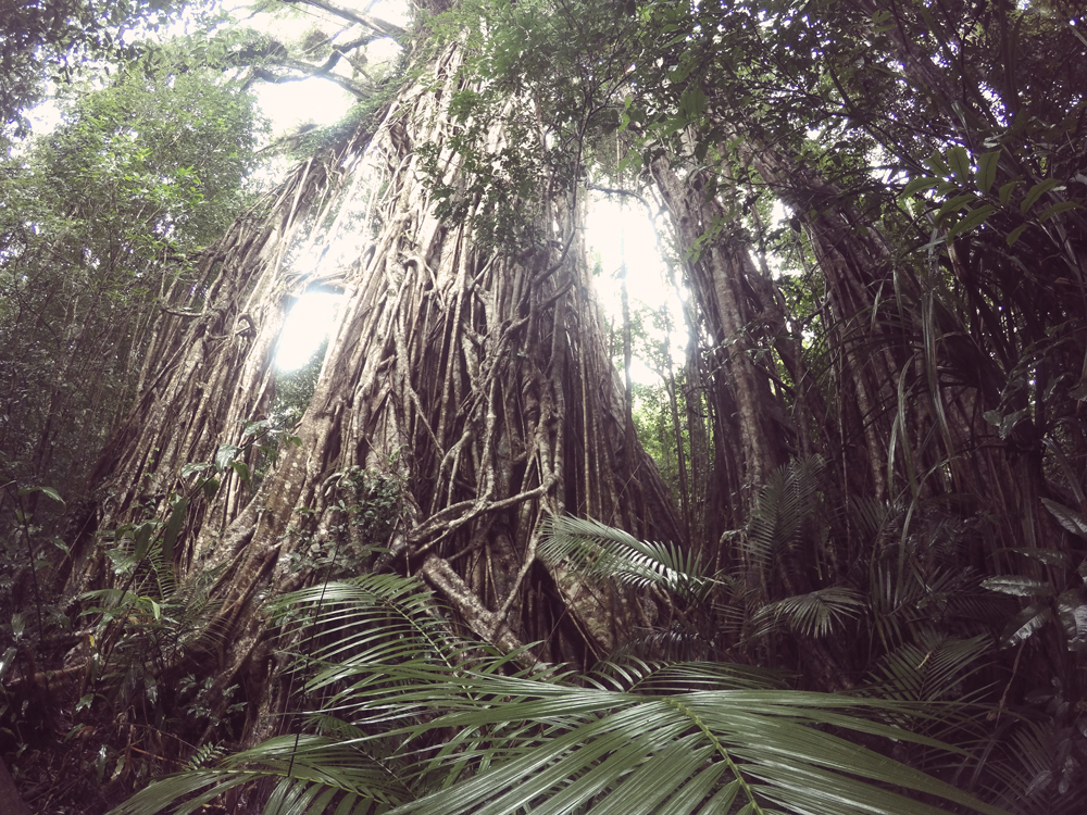 Cathedral Fig Tree