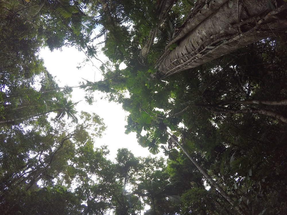 The canopy at Dubuji