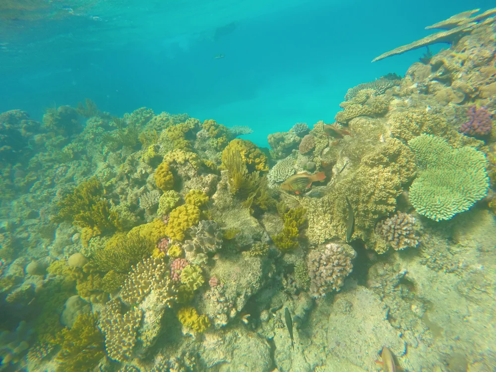 GBR1.jpg