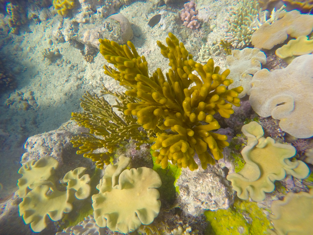 GBR11.jpg