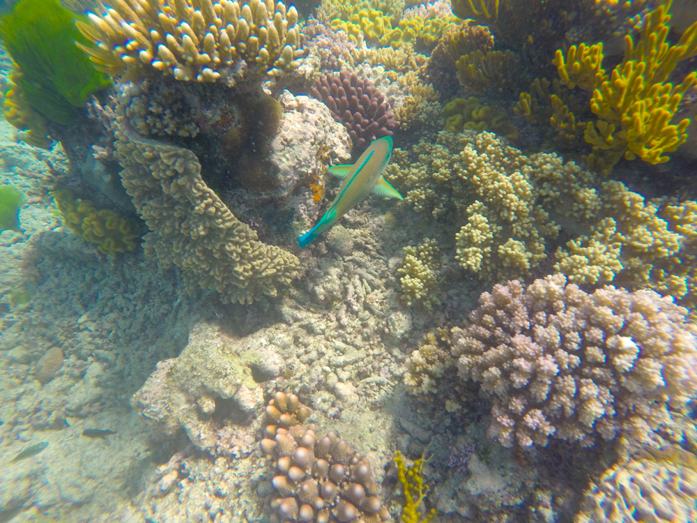GBR5.jpg