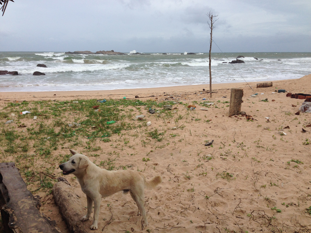 Stray dog and beach trash