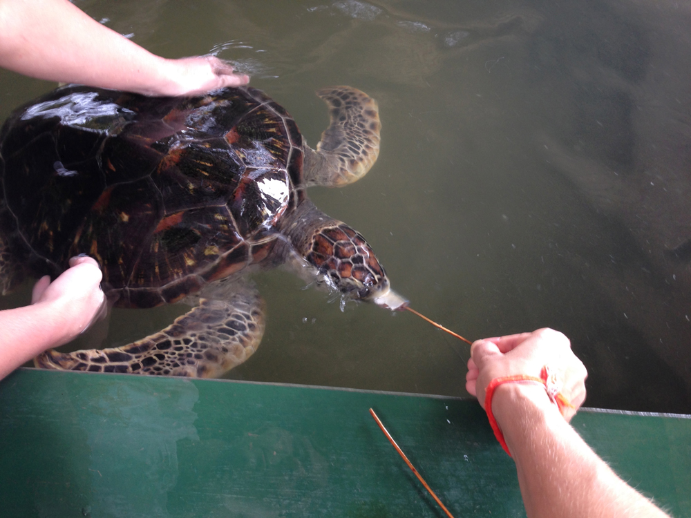 The blind turtle and fish kabobs