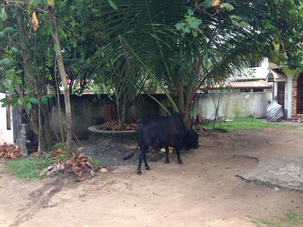 Stray cows come and go in the front yard