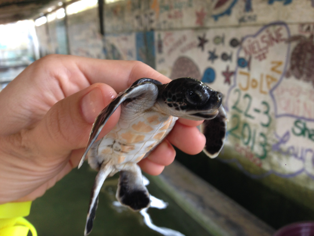one month old turtle