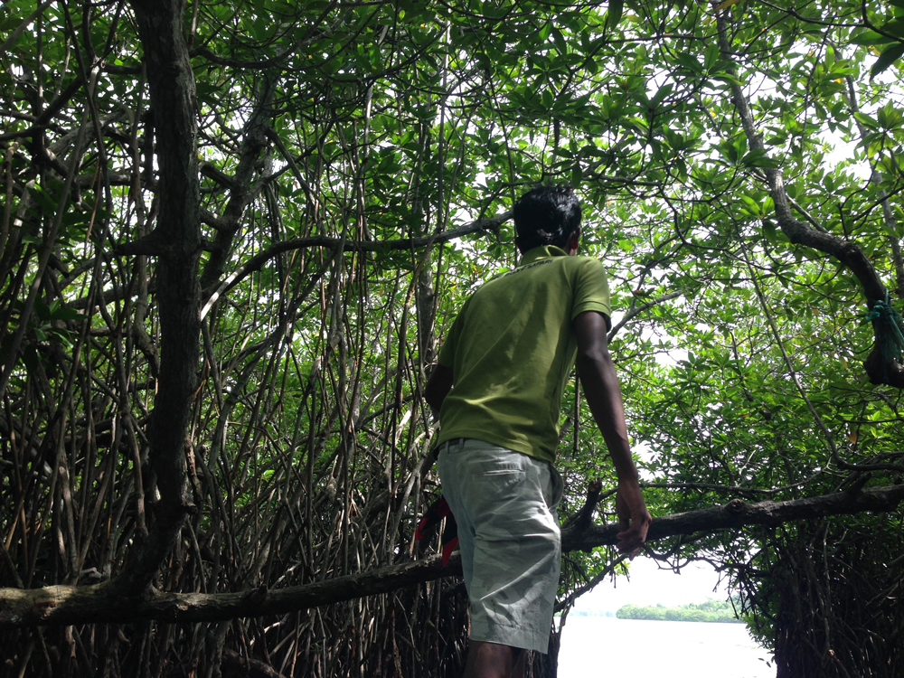 Guiding us through the mangroves