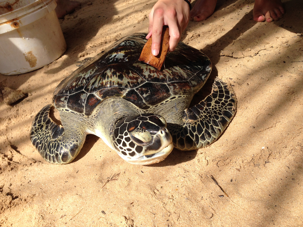 Skeptical turtle is skeptical 